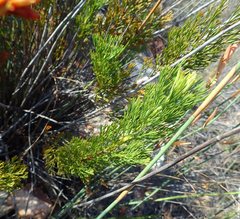 Paranomus longicaulis