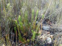 Paranomus longicaulis