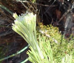 Paranomus longicaulis