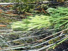 Paranomus longicaulis