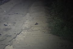 Caprimulgus affinis stictomus