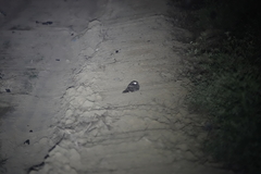 Caprimulgus affinis stictomus