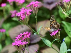 Vanessa virginiensis