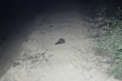 Caprimulgus affinis stictomus