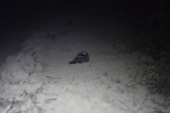 Caprimulgus affinis stictomus