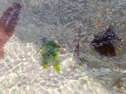 Broadleaf Sea Lettuce (Ulva lactuca)