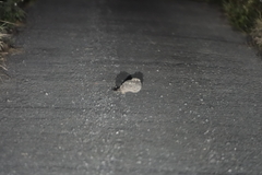 Caprimulgus affinis stictomus