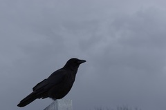 Corvus corone corone