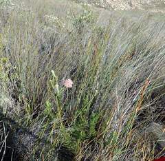 Paranomus longicaulis