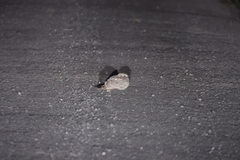 Caprimulgus affinis stictomus