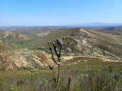 Paranomus longicaulis