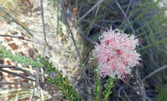 Paranomus longicaulis