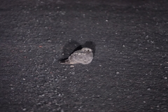 Caprimulgus affinis stictomus