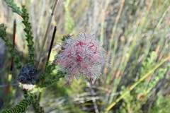 Paranomus longicaulis