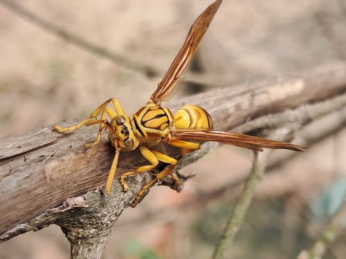 Yellow Oriental Paper Wasp