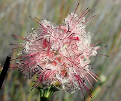 Paranomus longicaulis