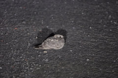 Caprimulgus affinis stictomus