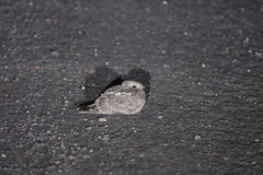 Caprimulgus affinis stictomus