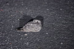 Caprimulgus affinis stictomus