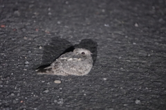 Caprimulgus affinis stictomus