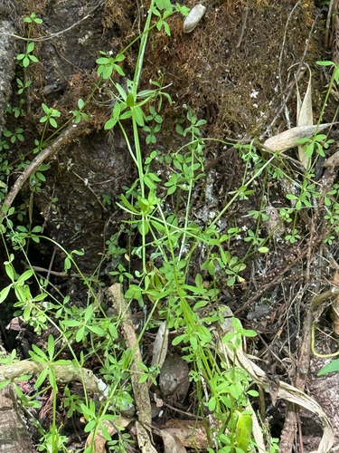 Stiff Marsh Bedstraw (Galium tinctorium)