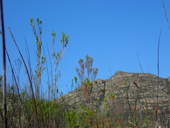 Leucadendron ericifolium