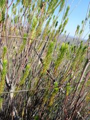 Leucadendron ericifolium