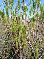 Leucadendron ericifolium