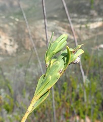 Leucadendron ericifolium