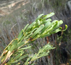 Leucadendron ericifolium