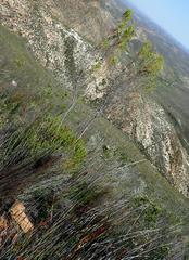 Leucadendron ericifolium