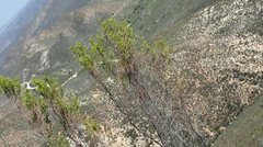 Leucadendron ericifolium