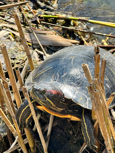 Trachemys scripta elegans