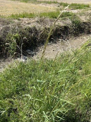tall oat grass (Arrhenatherum elatius)
