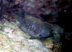 Plectroglyphidodon marginatus