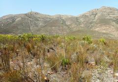 Paranomus longicaulis