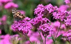 Vanessa virginiensis