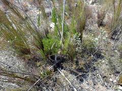 Paranomus longicaulis