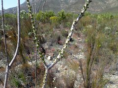 Paranomus longicaulis