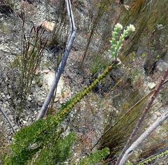 Paranomus longicaulis