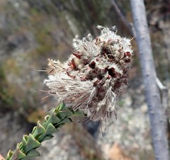 Paranomus longicaulis