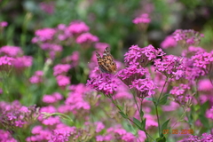 Vanessa virginiensis