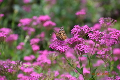 Vanessa virginiensis