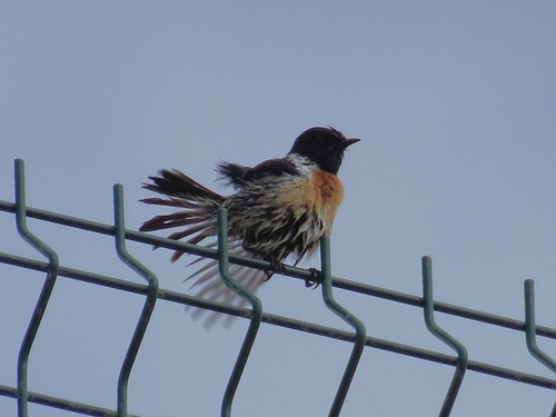 Avistamiento Saxicola rubicola