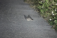 Caprimulgus affinis stictomus