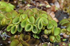 Salvinia cucullata
