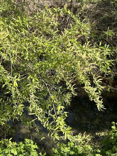 white willow (Salix alba)