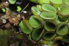 Salvinia cucullata