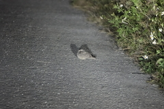 Caprimulgus affinis stictomus