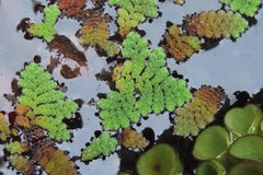 Azolla pinnata